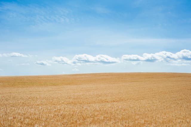 Golden wheat field in a rural agricultural landscape